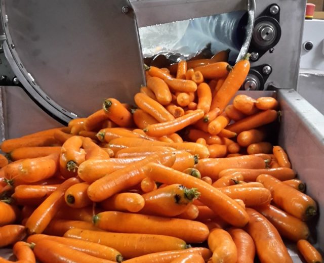 Bürstenwaschmaschine für Karotten