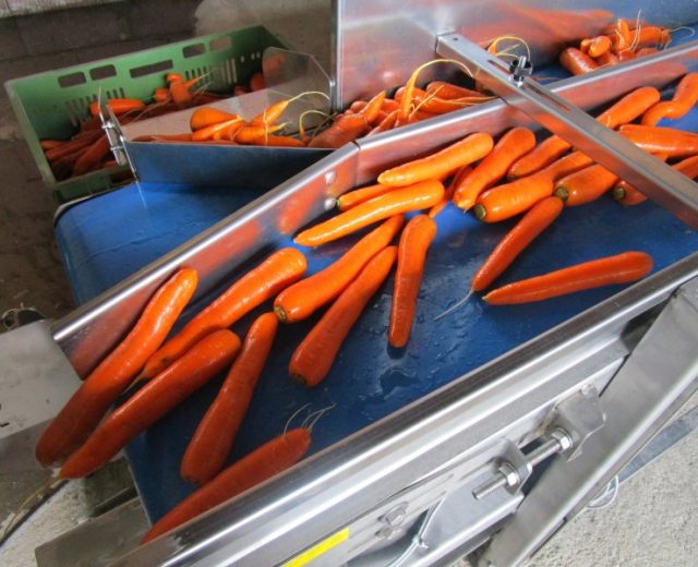 Waschlinie für Karotten